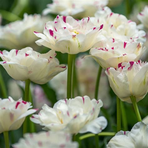 Tulip Danceline White Flower Farm