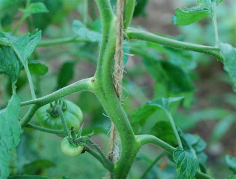 5 Ways Of Supporting Your Tomato Plants Seedmoney
