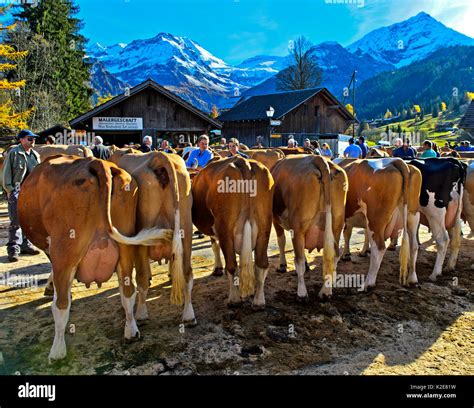 Simmental Cows At A Cattle Show Lauenen Canton Of Berne Switzerland