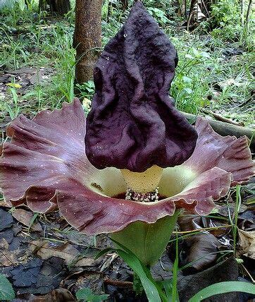 Pada tanggal 19 desember 1992, ditanamlah bunga bangkai jenis bunga bangkai amorphophalus titanum becc. Jenis bunga bangkai Indonesia : Amorphophalus Titanum ...