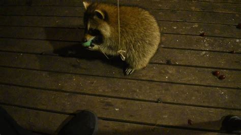 Playing Ball Part Two Baby Raccoons Youtube