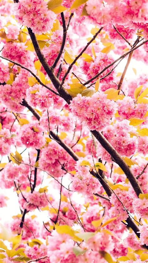 Pink Cherry Blossom Mobile Wallpaperflower Hd Mobile Walls