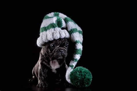 French Bulldog HD Wallpapers In High Resolution – All HD Wallpapers