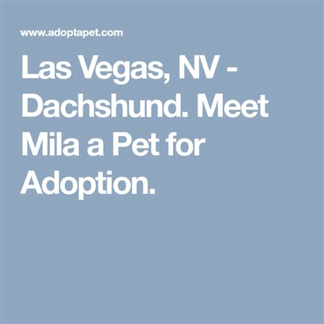 Las Vegas Nv Dachshund Meet Mila A Pet For Adoption Adoption