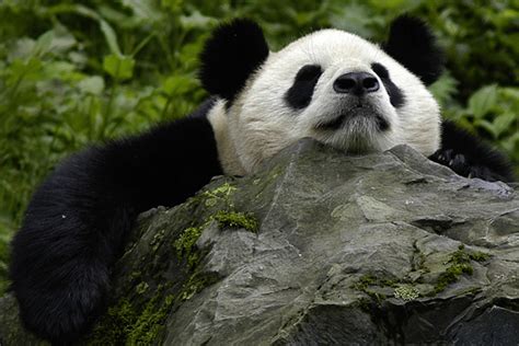 Giant Panda Population Rises By Nearly 17 Percent