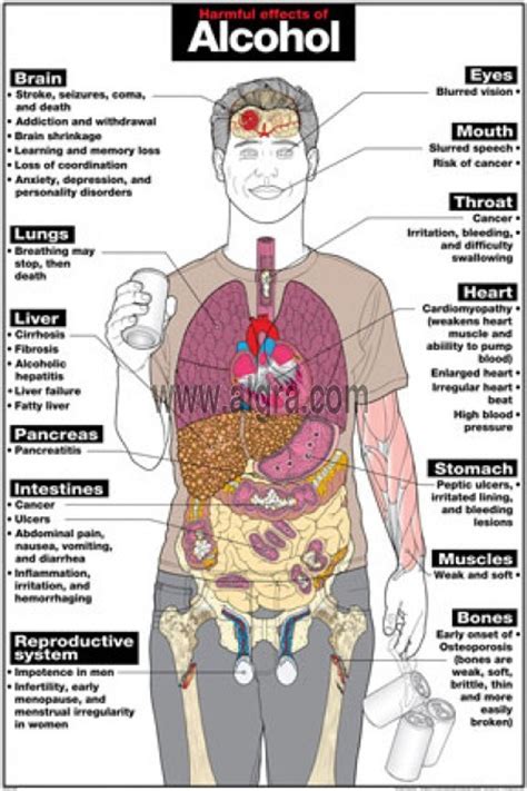 Alcohol And The Body Chart Poster Laminated Mx