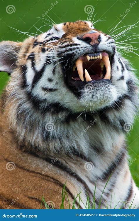 Growling Tiger Stock Image Image Of Grass Background 42450527