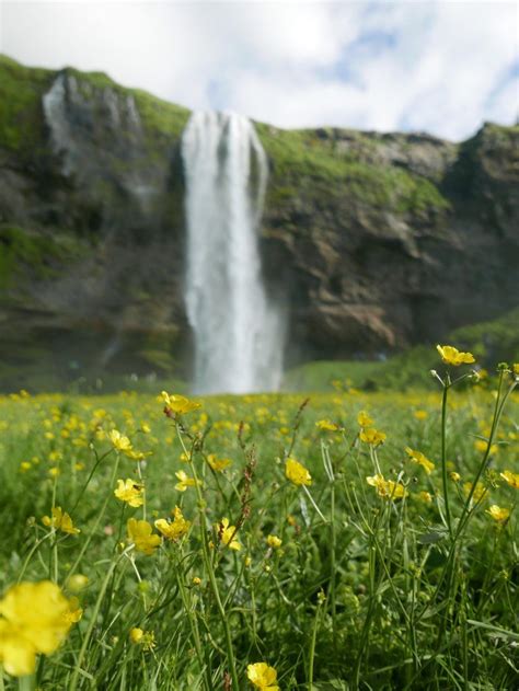 Tips For Visiting Icelands Majestic Seljalandsfoss One Girl Whole