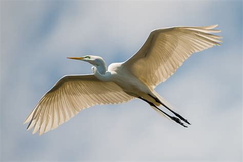 Great Egret In Flight Wildlife Photography By Dave Allen