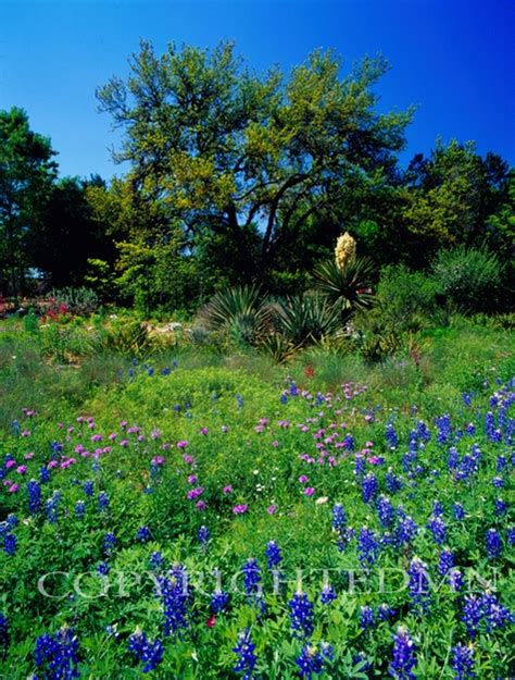Bluebonnet Field 3 Austin Texas 07 Color Fine Art Photography