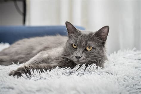 nebelung cat facts and personality traits catman