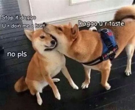 Doggo Beein Eat Rarepuppers