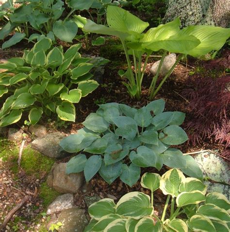 How To Grow And Divide Hosta Plants Dengarden