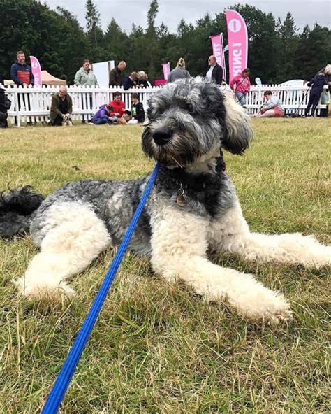 Giant Schnoodle Giant Schnauzer And Poodle Mix Info Pictures Facts