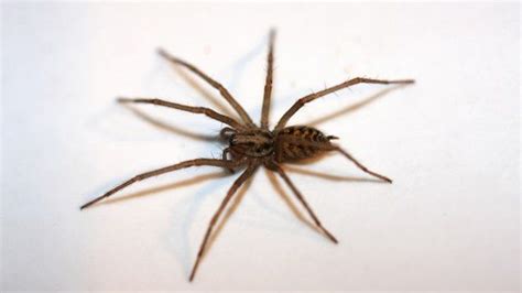 Giant House Spiders Moving Indoors After Wet Uk Summer Bbc News