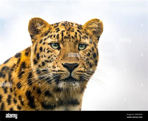 Amur Leopard Panthera Pardus Orientalis Captive Stock Photo Alamy