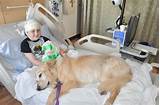Service Dogs In Hospitals