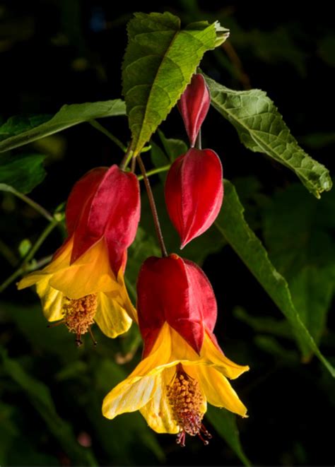 Colorful to the point of being flamboyant, japanese maple is a very beautiful shrub thanks to the color and delicate shape of its leaves. Abutilon - tips and guidance for the best possible care ...