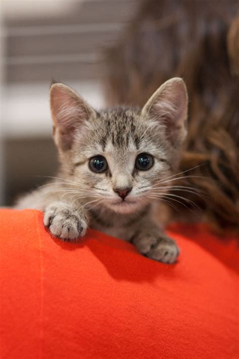Create A Kitten Foster Mentor Program Kitten Foster Cat Adoption Kitten