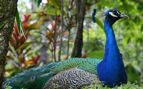 Indian National Bird Peacock Free Wallpapers Everything 4u