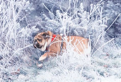 Funny Dog Of Red And Black English Bulldog Playing In Snow Bush Stock