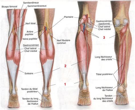 Exercices Pour Les Jambes Renforcements Et Tirements En