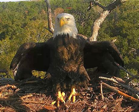 american eagle foundation celebrating  years protecting