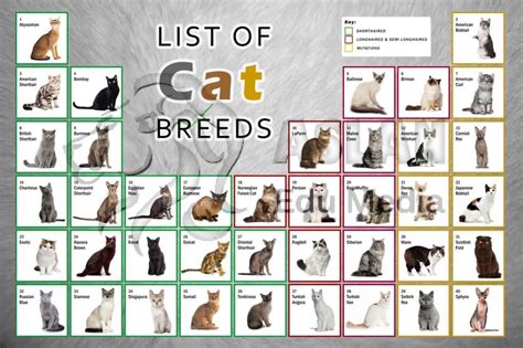List Of Cat Breeds Education Posterf 121532 195614 1024×682