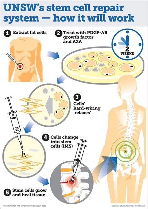 Regenerating Body Parts How We Can Transform Fat Cells Into Stem Cells