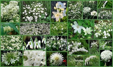 25 Awesome White Garden Ideas With White Flower Collection In Your