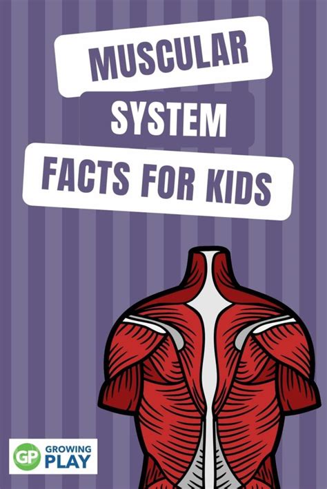 Muscular System Facts For Kids Growing Play