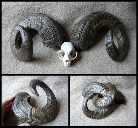 Ram Horns By Cabinetcuriosities On Deviantart Polymer Clay Creations