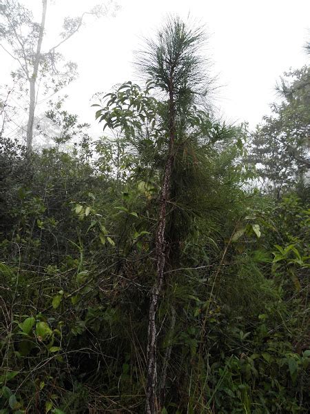 Caribbean Pine Project Noah