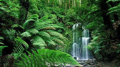 Enchanted Forest Wallpapers 62 Images