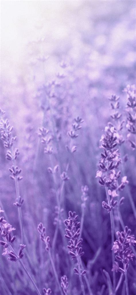 76 Cute Aesthetic Lavender Wallpaper Free Download Myweb