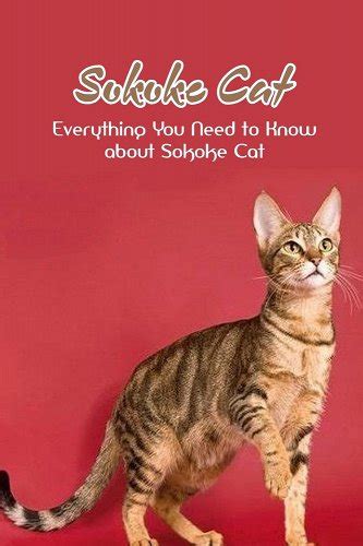 Sokoke Cat Everything You Need To Know About Sokoke Cat All