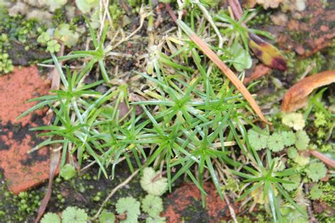 Procumbent Pearlwort From Highlands Park New Plymouth New Zealand On
