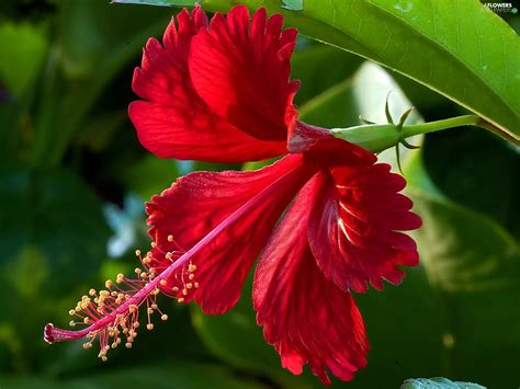 Colourfull Flowers Red Hibiscus Flowers Wallpapers 2048x1536