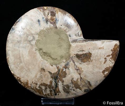 Large 8 Inch Polished Ammonite Half 2829 For Sale