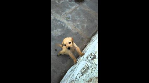 Golden Retriever 1 Month Old Puppy Barking Youtube