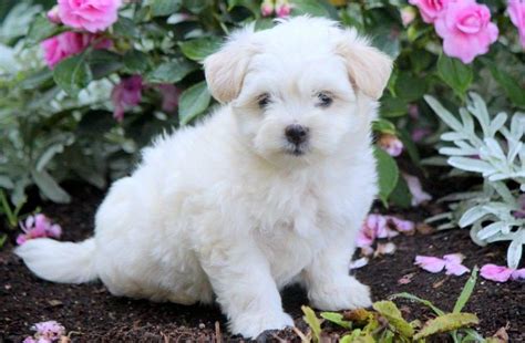 Coton De Tulear Puppies For Sale Puppy Adoption