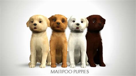 My Sims 3 Blog Maltipoo Puppies By Morganabananasims Sims Pets Sims