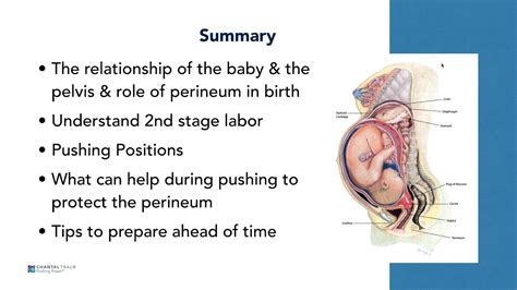 Protect Your Perineum For Birth Understanding 2nd Stage