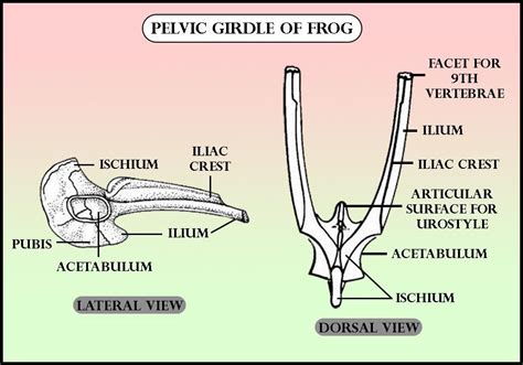 Pectoral Girdle Of Frog