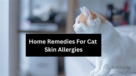 Effective Home Remedies For Cat Skin Allergies Relief And Care