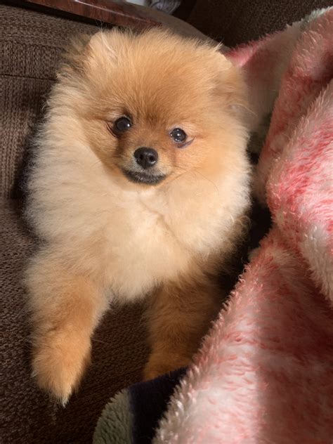 Pomeranian Puppies For Sale Orlando Fl 304143