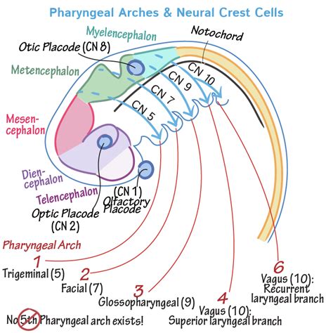 Embryology Glossary Pharyngeal Arches Ditki Medical And Biological