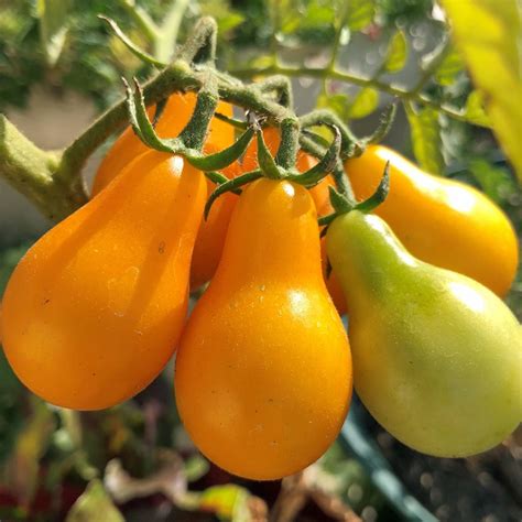 Tomato Yellow Pear Whitwam Organics