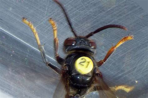 Asian Hornet Nests Found By Radio Tracking