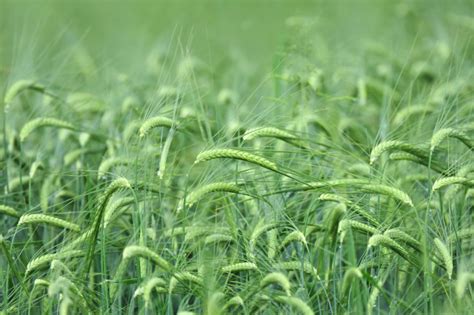 Domestic foreign exchange government bonds are the second largest group of ukraine's sovereign debts to be repaid by the beginning of 2021. IFC invests in Ethiopia's barley industry | 2019-12-23 ...